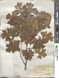 Quercus stellata image