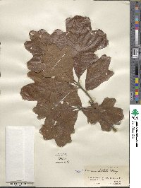 Quercus stellata image