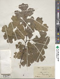 Quercus stellata image