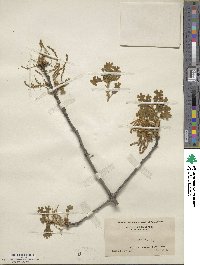 Quercus stellata image