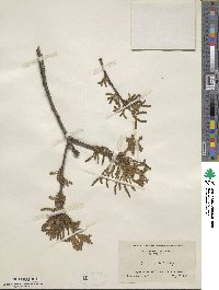 Quercus stellata image