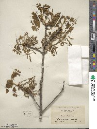 Quercus stellata image