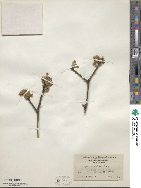 Quercus stellata image