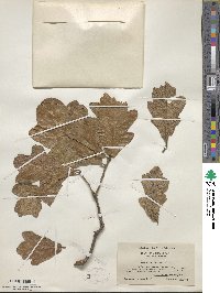 Quercus stellata image