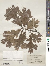 Quercus stellata image