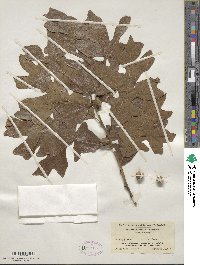 Quercus stellata image