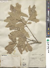 Quercus stellata image