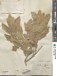 Quercus stellata image