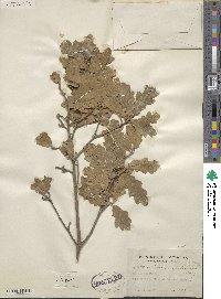 Quercus stellata image