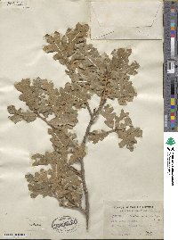 Quercus stellata image