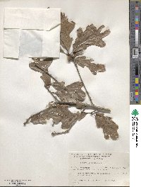 Quercus similis image