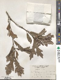 Quercus similis image