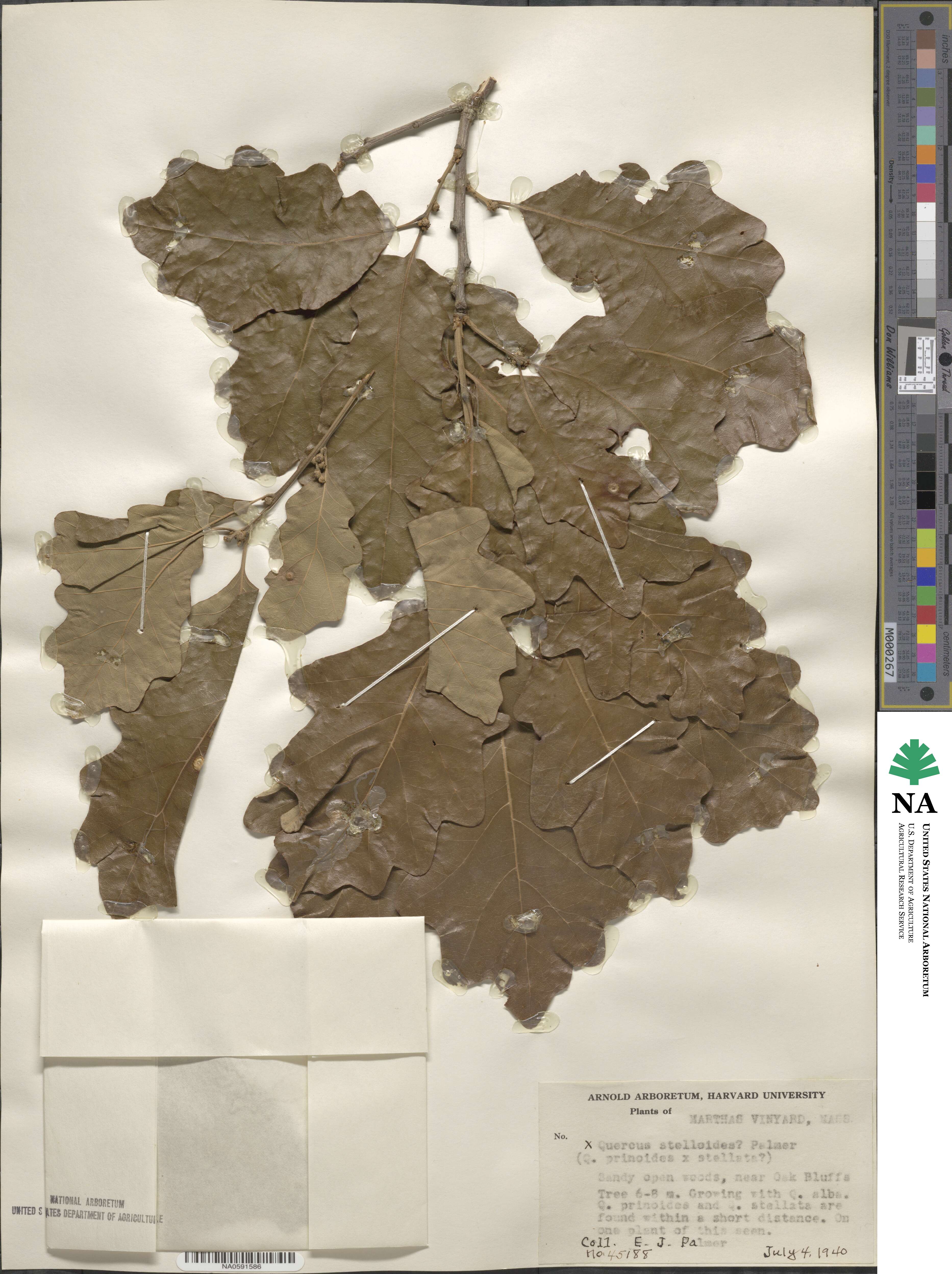 Quercus × stelloides image