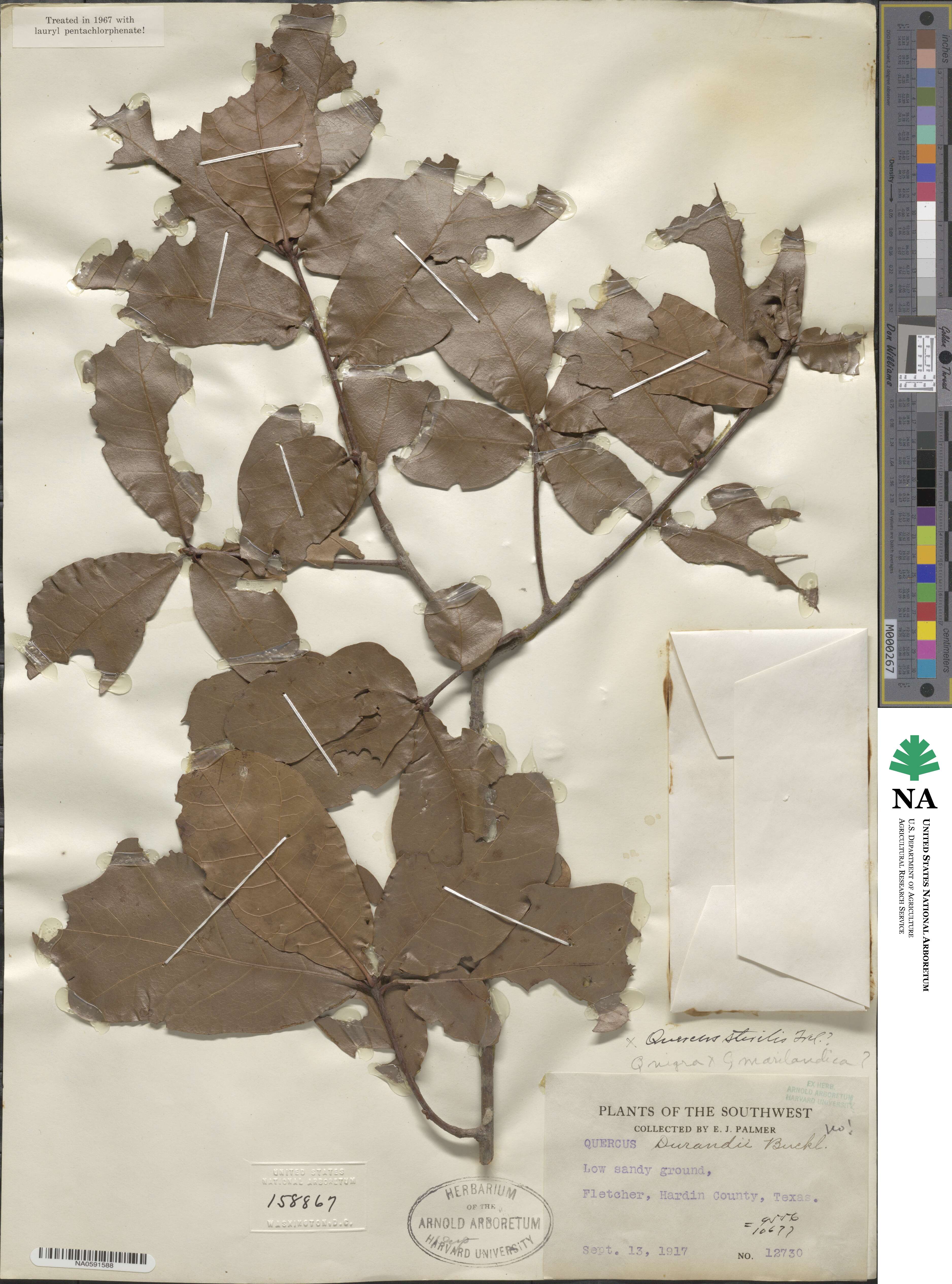 Quercus × sterilis image