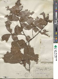 Quercus × sterilis image