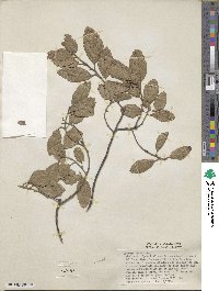 Quercus suber image