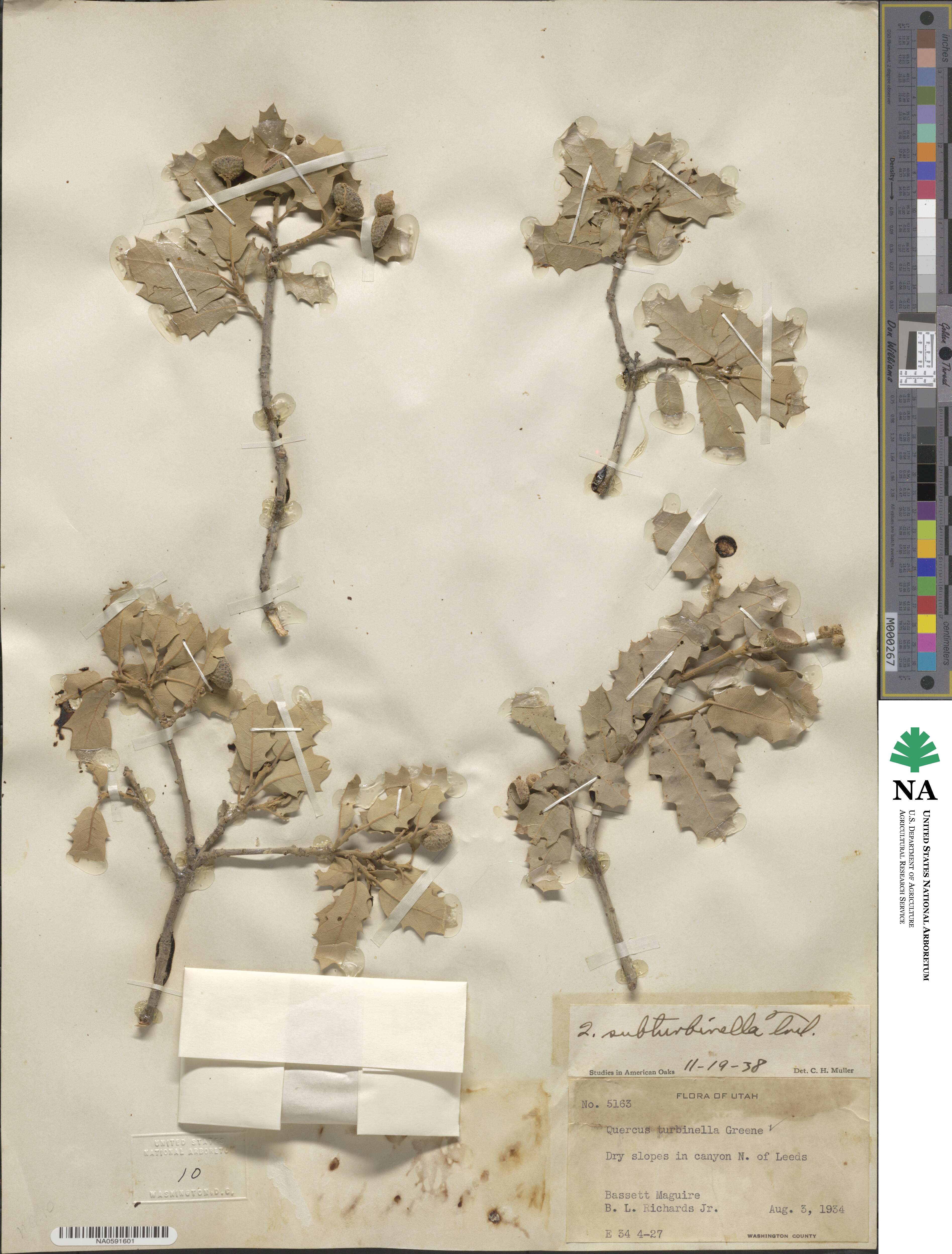 Quercus turbinella image