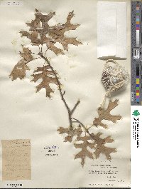 Quercus texana image