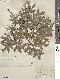 Quercus texana image