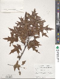 Quercus texana image