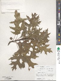 Quercus texana image