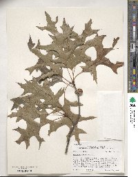 Quercus texana image