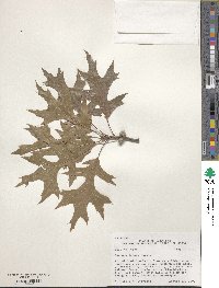 Quercus texana image