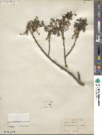 Quercus texana image