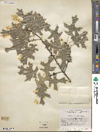 Quercus texana image