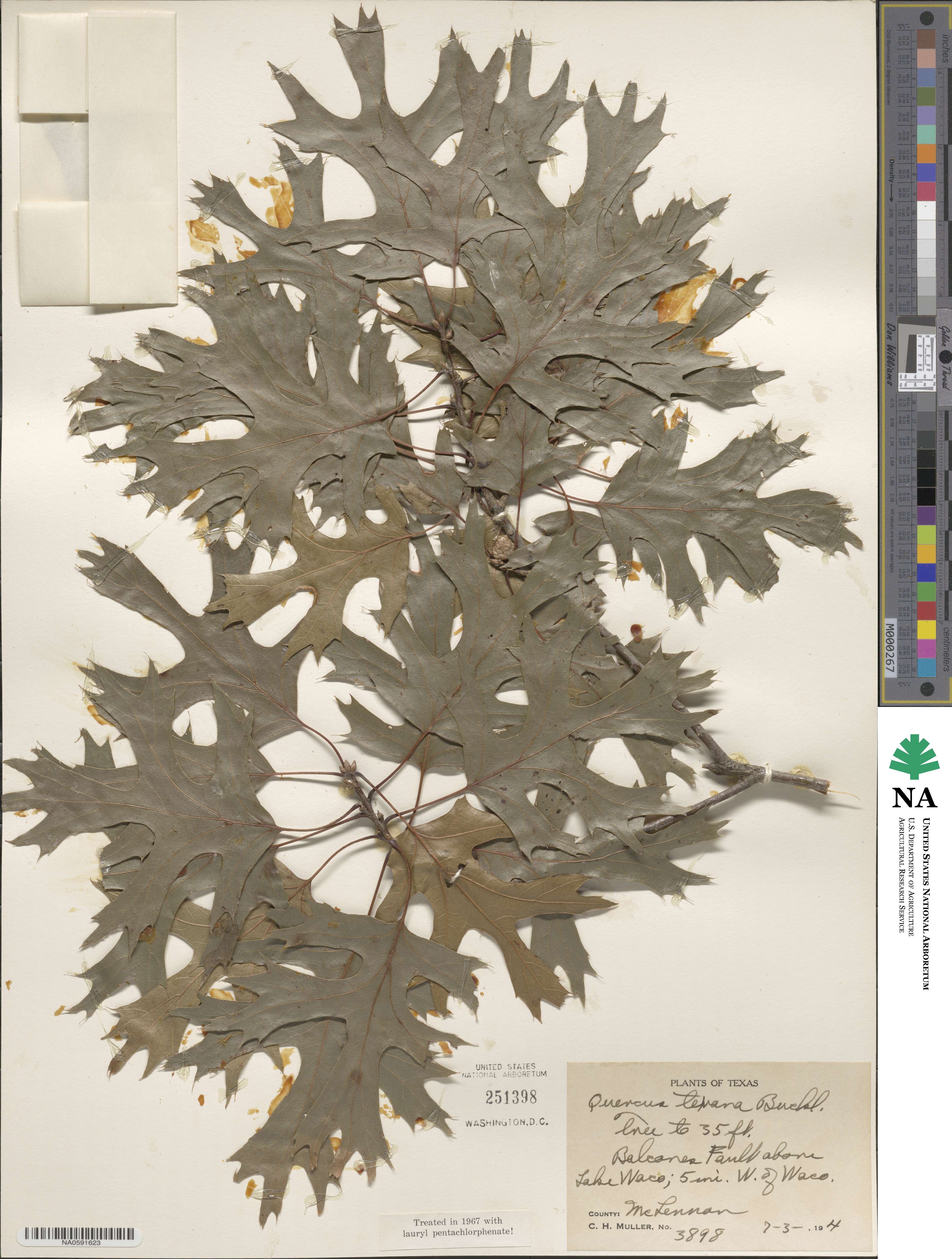 Quercus texana image