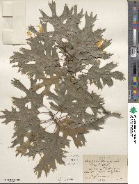 Quercus texana image