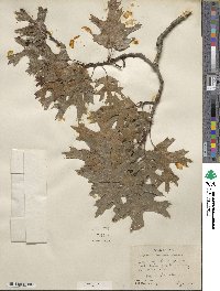 Quercus texana image