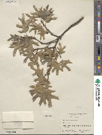 Quercus texana image