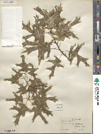 Quercus texana image