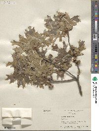 Quercus texana image