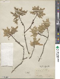 Quercus texana image