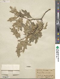 Quercus texana image