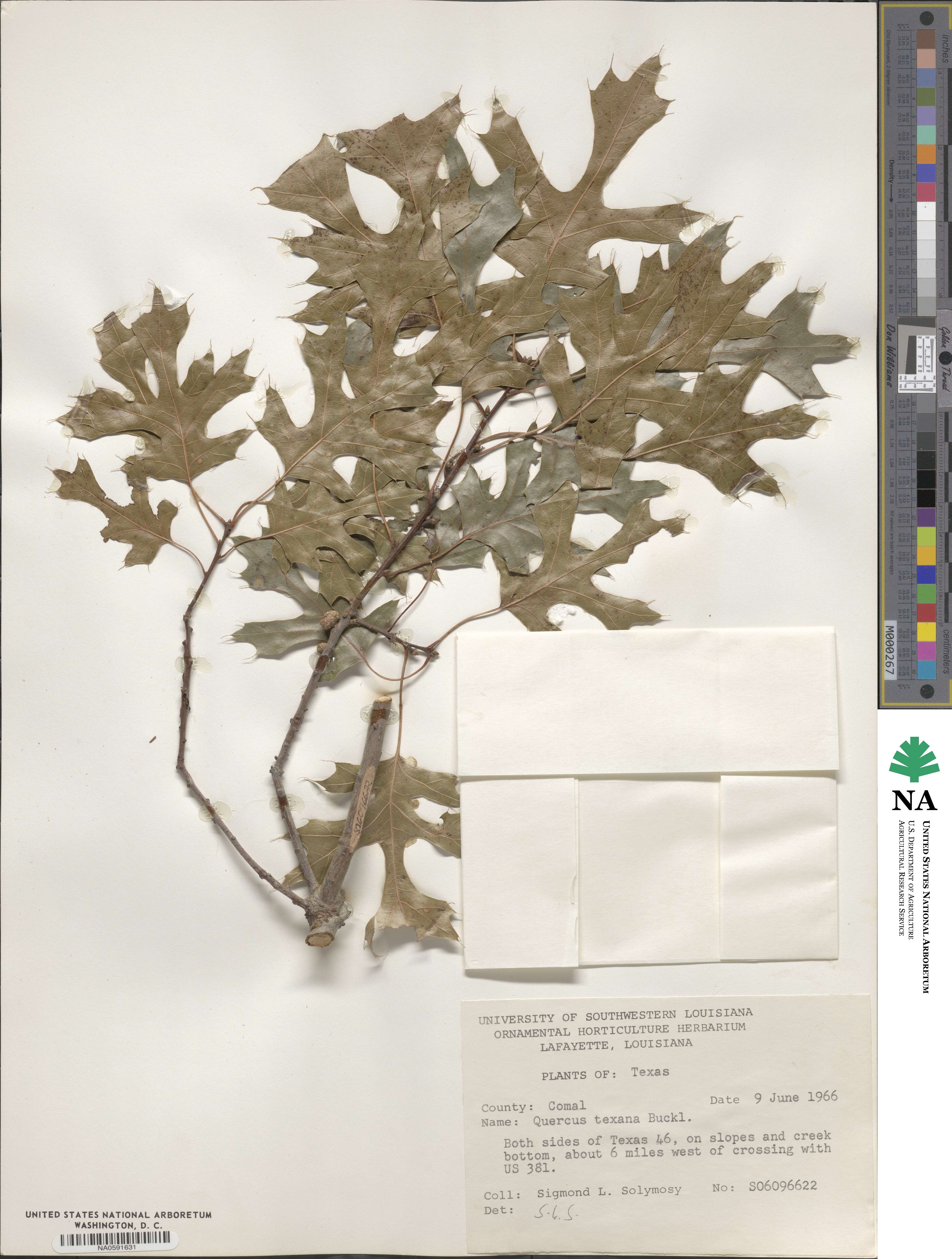 Quercus texana image