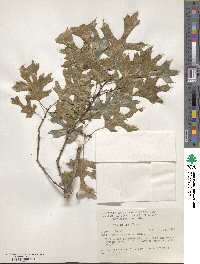 Quercus texana image