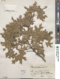 Quercus texana image