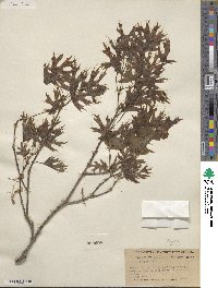 Quercus texana image