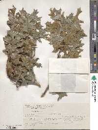 Quercus texana image