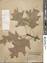 Quercus velutina image