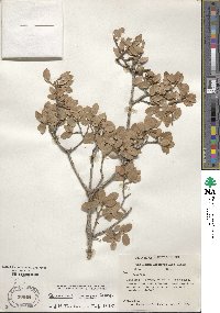 Quercus toumeyi image