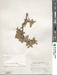 Quercus toumeyi image