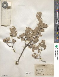 Quercus toumeyi image