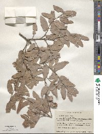 Quercus toumeyi image