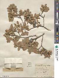 Quercus toumeyi image