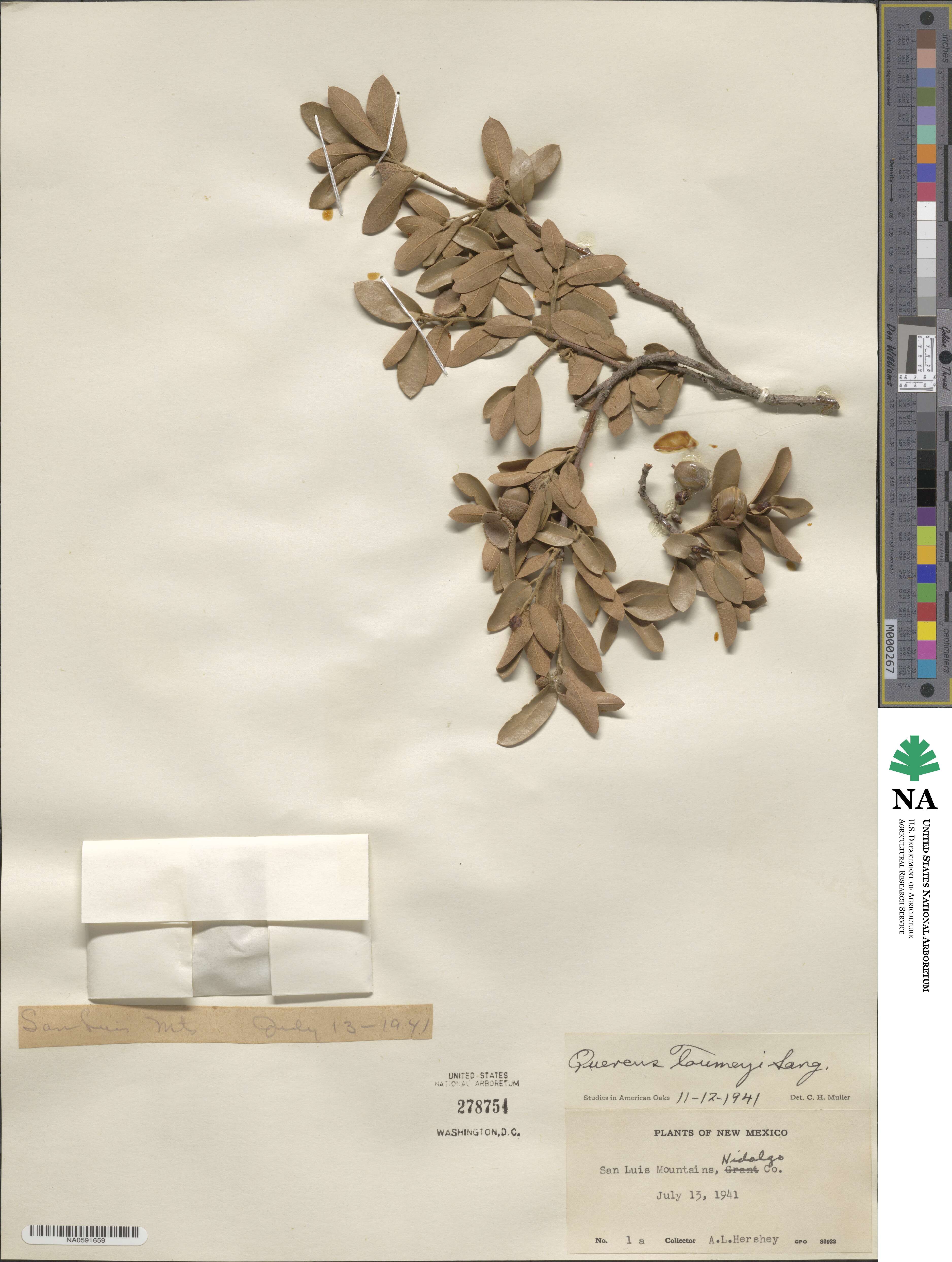 Quercus toumeyi image