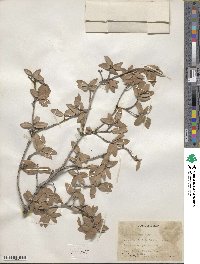 Quercus toumeyi image